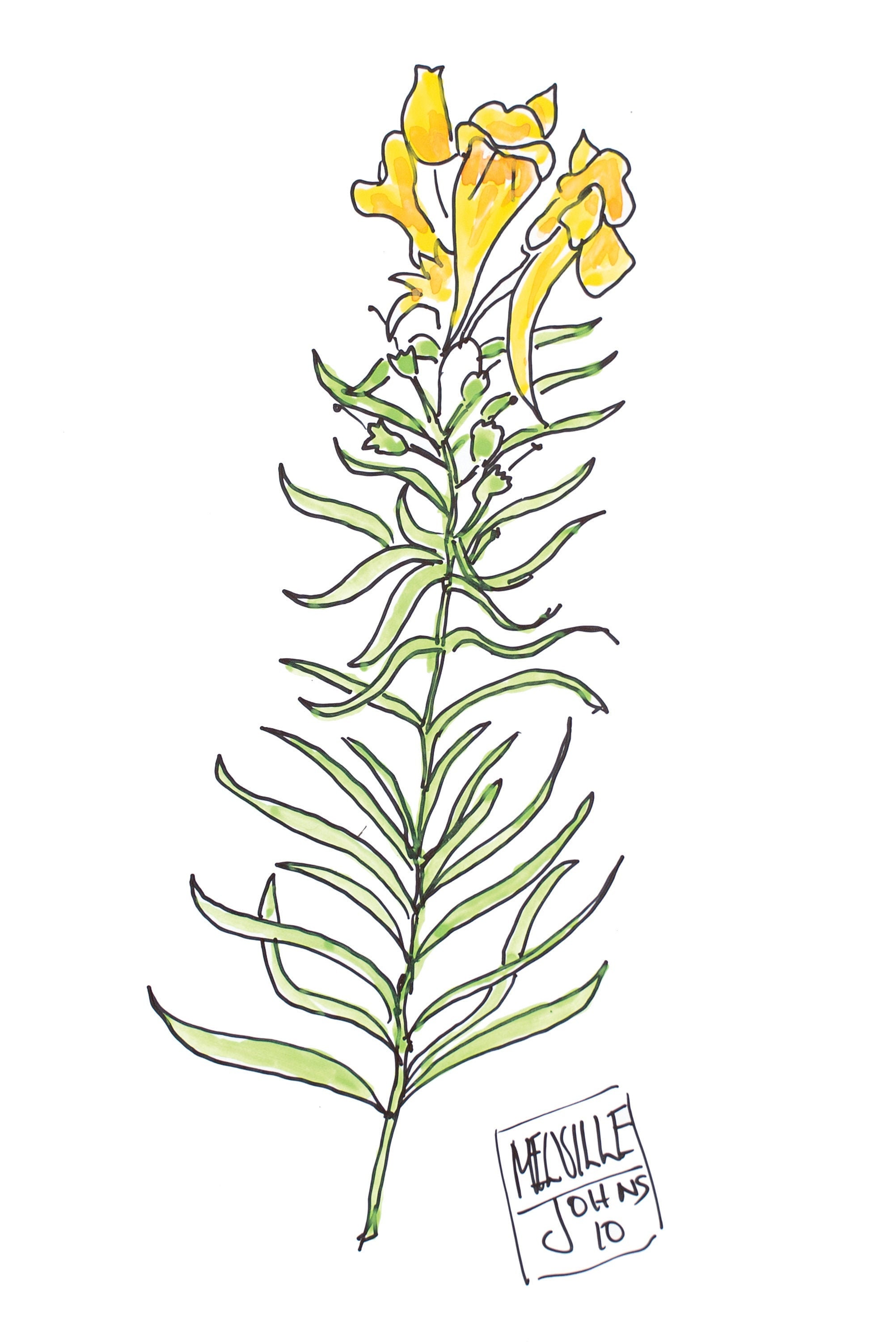 Art Print of 'Yellow Honeysuckle' Line Drawing Etsy