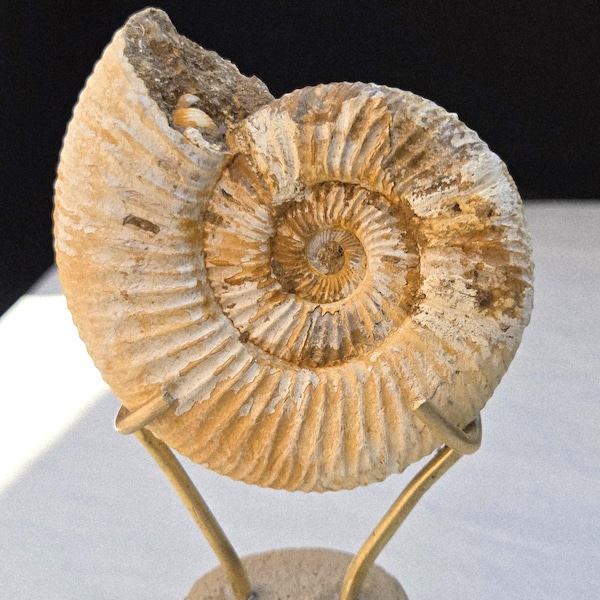 Ammonit Fossil Specimem Museum Grade mit Ständer selten