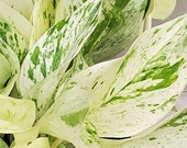 Marble Queen Pothos variegated indoor live Plant ,Snow Queen Pothos- in 3 quot ,4 quot or 6 quot pot
