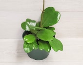 Rare Hoya Kerrii live plant -in 4 quot or 6 quot pot also available in (bare root )