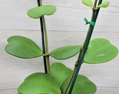 Rare Hoya Kerrii live plant -in 4 quot or 6 quot pot also available in (bare root ) (heart shape leaves plant)