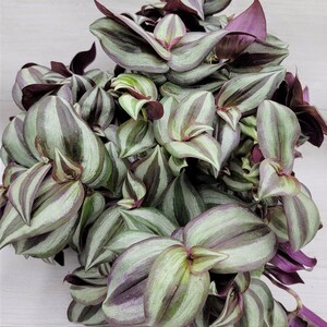 Wandering Jew Tradescantia Burgundy 5 Cuttings Wandering Jew Tradescantia Burgundy 5 Cuttings