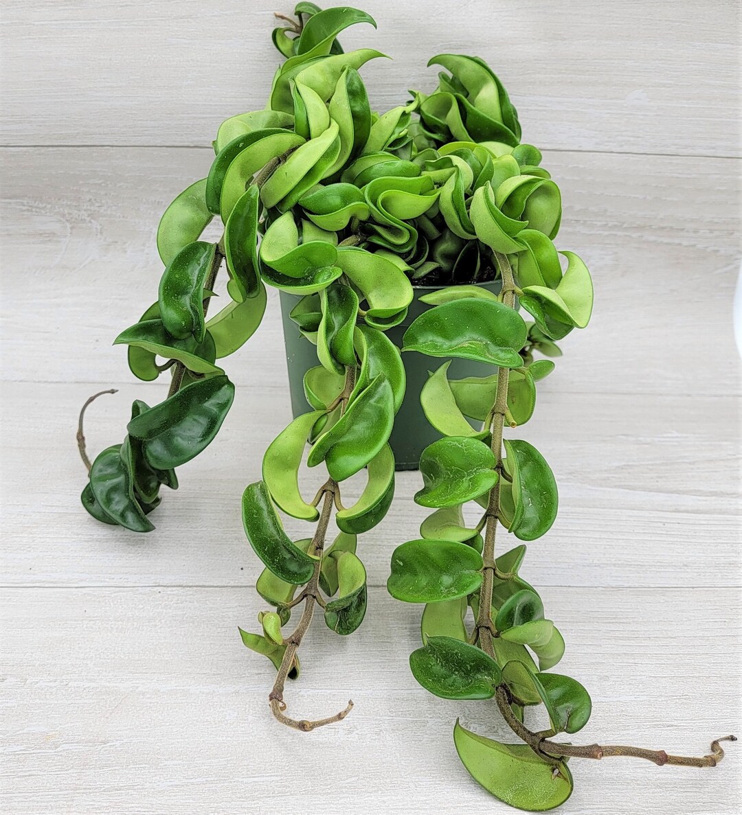 Hoya Compacta hindu Rope Hoya Hindu Rope Live Plant in Etsy