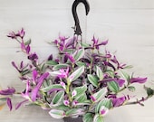 RARE Tradescantia Nanouk Variegated quot wandering jew quot rooted in 2 quot , 4 quot or 6 quot pot, live plant, houseplant, also available in cutting