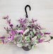 RARE Tradescantia Nanouk Variegated 'wandering jew' rooted in 2',3', 4' or 6' pot, live plant, houseplant, also available in cutting 