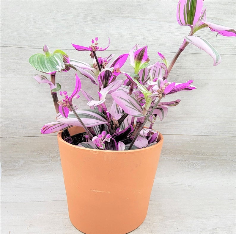 Tradescantia Nanouk Variegated wandering Jew Rooted LIVE - Etsy