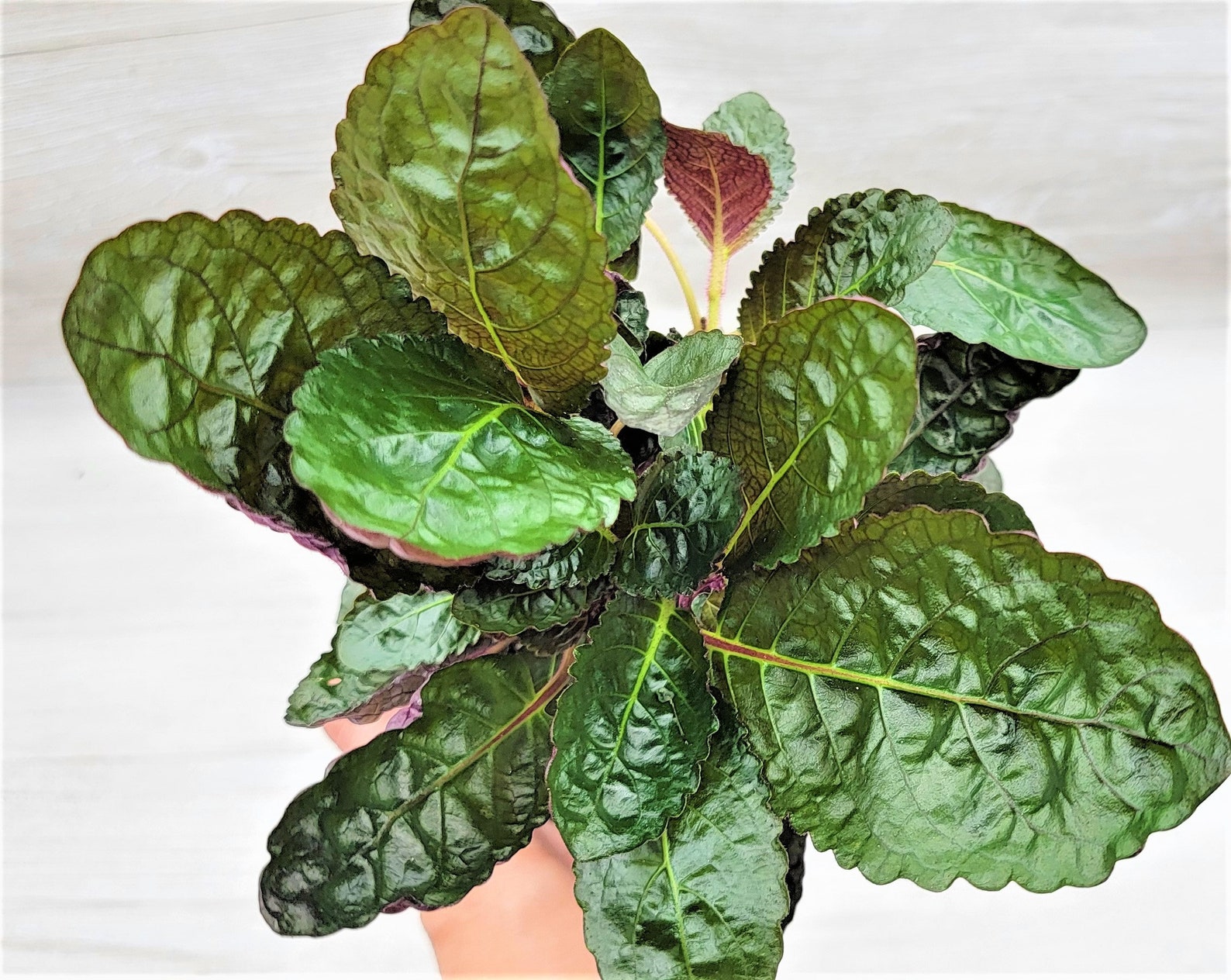 Purple Waffle Plant / Hemigraphis Belgian Waffle Snow White / Etsy