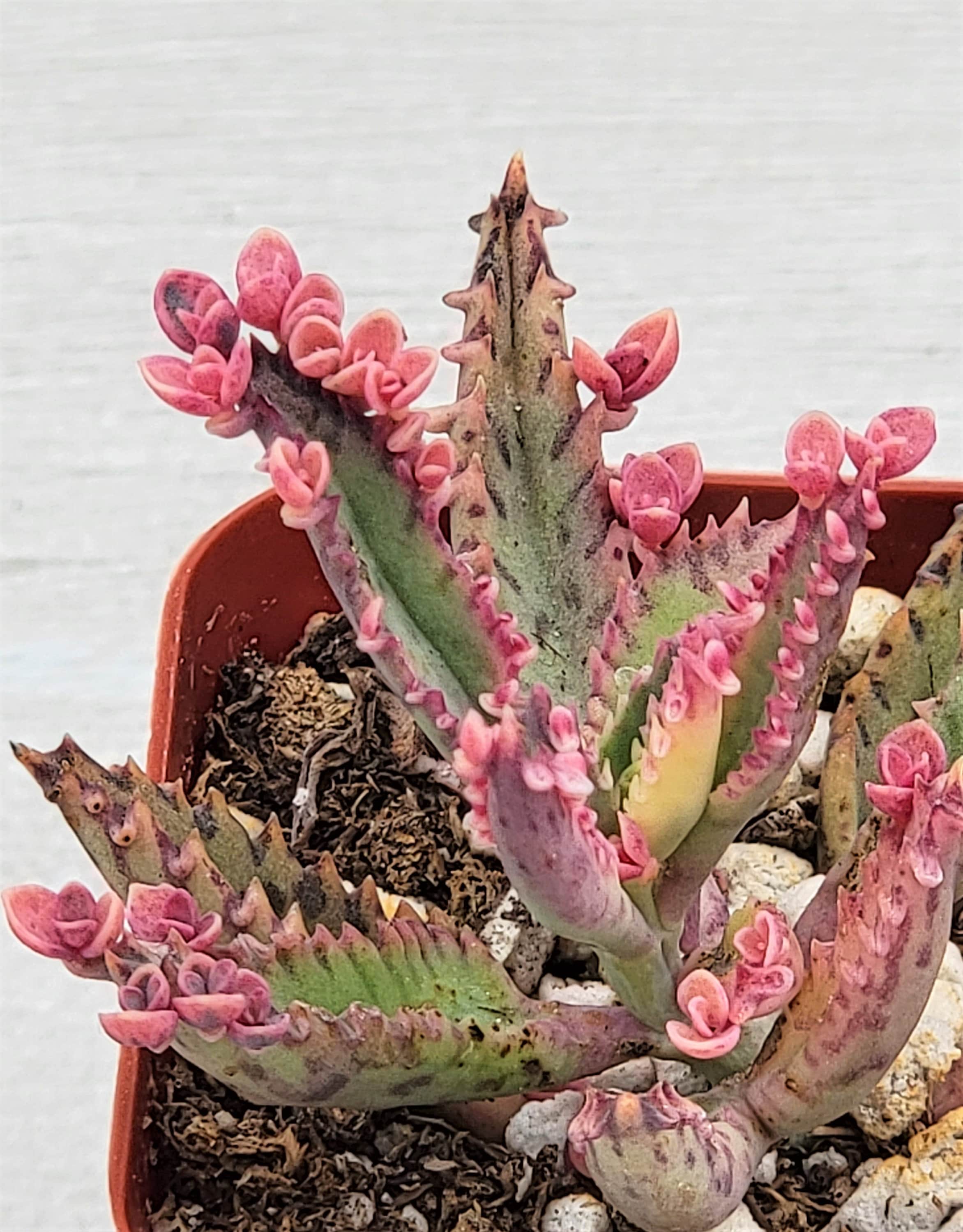 Variegated Pink Mother of Millions plant Kalachoe Delagoensis Etsy