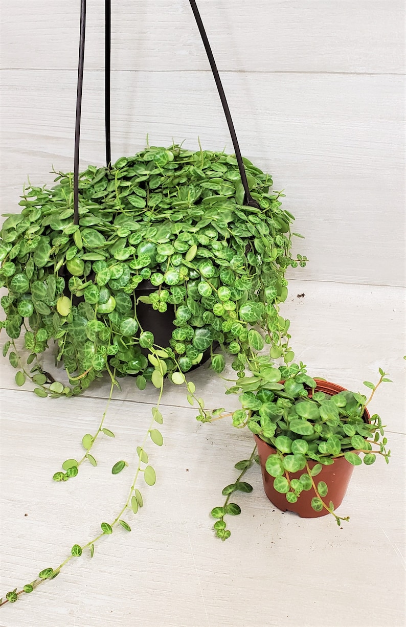 String of Turtles Peperomia Prostrata Plant in - Etsy
