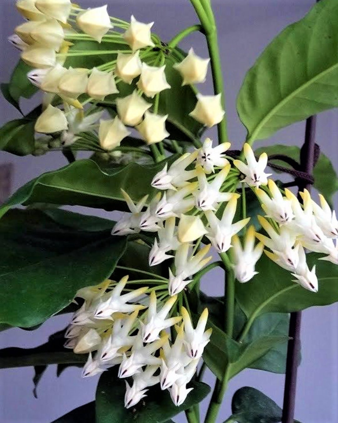 Hoya Multiflora hoya Shooting Star Plant in 3 4 Etsy