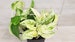 Marble Queen Pothos variegated indoor live Plant ,Snow Queen Pothos- in  3' ,4' or 6' pot also available in rooted cutting 