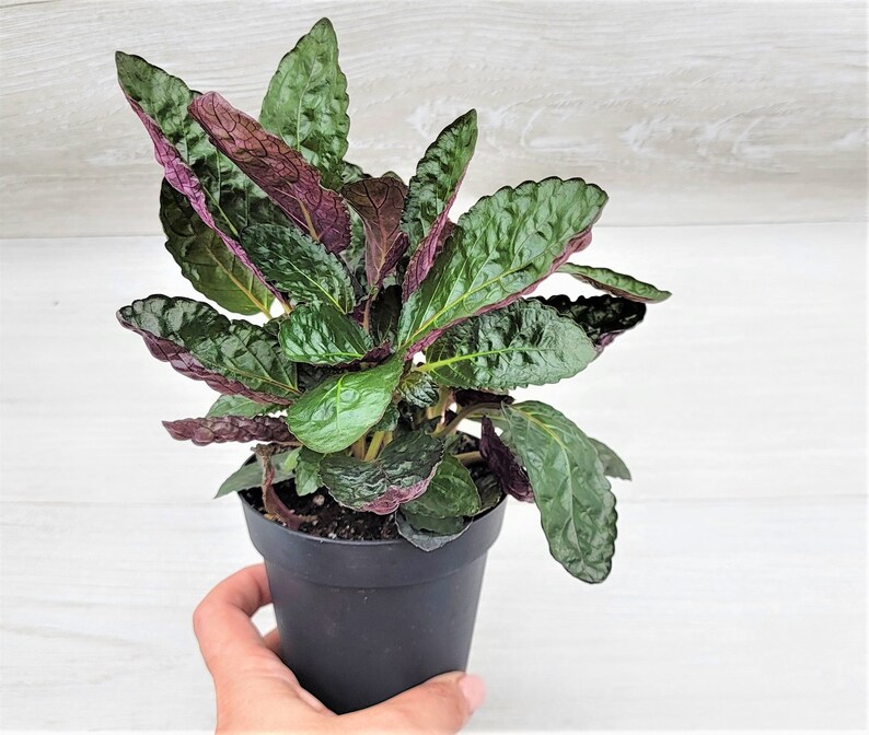 Purple Waffle Plant / Hemigraphis Belgian Waffle Snow White / Etsy