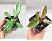 BUNDLE of Philodendron Pink Princess and Philodendron White Princess, TWO Variegated Philodendron in 3 quot Pot
