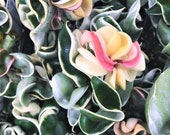 Variegated Hoya Compacta ,Variegated Hindu Rope ,Hoya Regalis , Wax Plant, Hoya Carnosa Compacta ,Krinkle Kurl -in 3 quot , 4 quot or 6 quot Pot