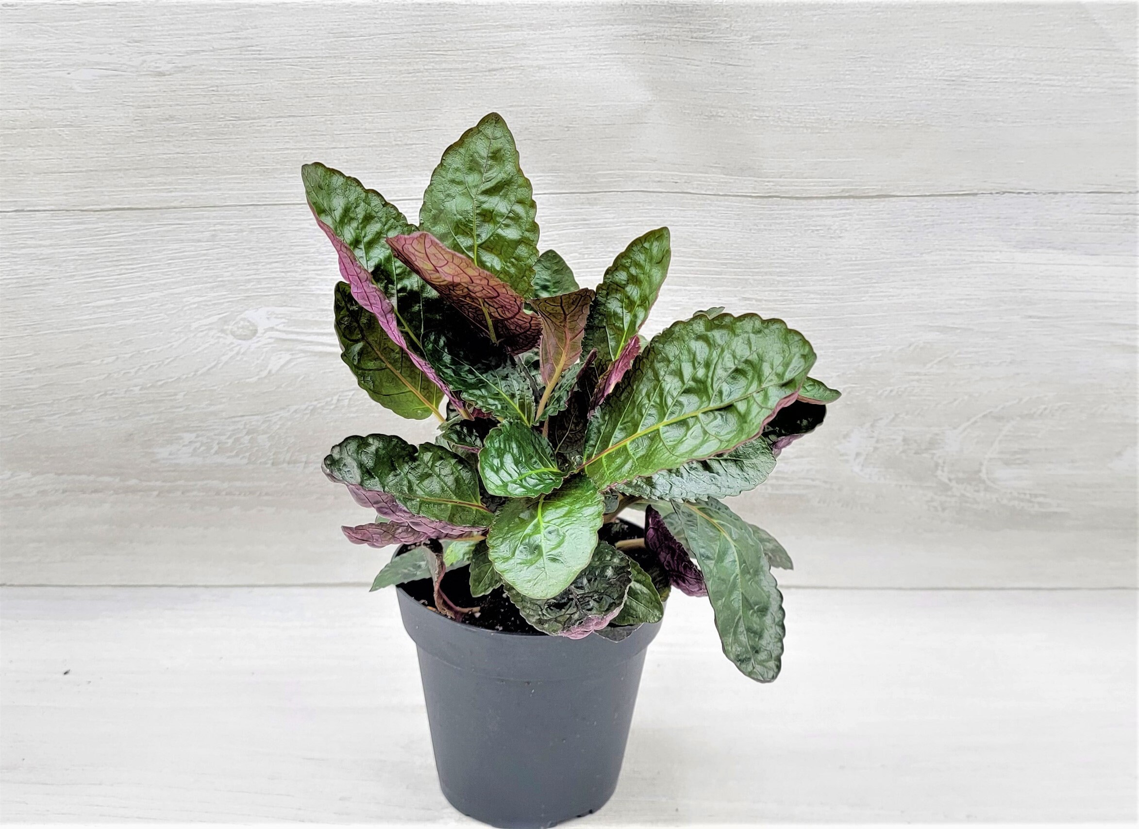 Purple Waffle Plant / Hemigraphis Belgian Waffle Snow White / Etsy