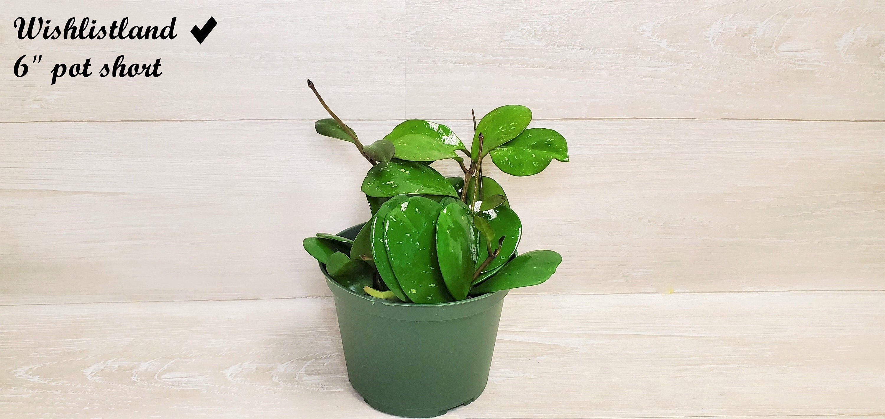 Plants Outdoor & Gardening Ferns, Grasses & Bamboo Silver Speckled Rare