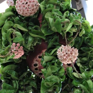 Hoya Compacta hindu Rope Hoya Hindu Rope Live Plant in - Etsy