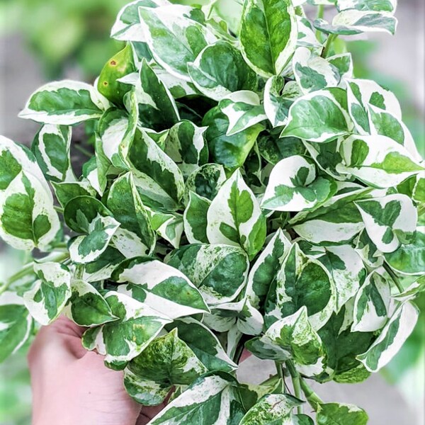 Live House Plants Buy Online Etsy