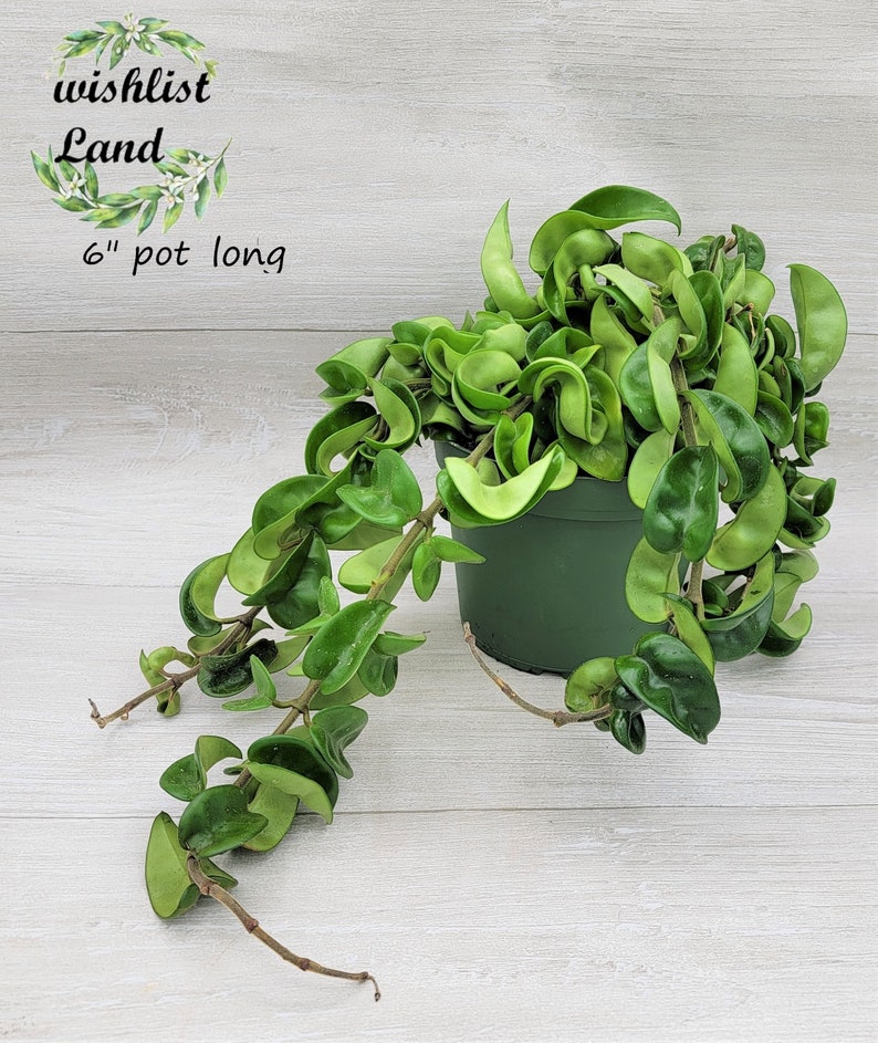 Hoya Compacta hindu Rope Hoya Hindu Rope Live Plant in Etsy