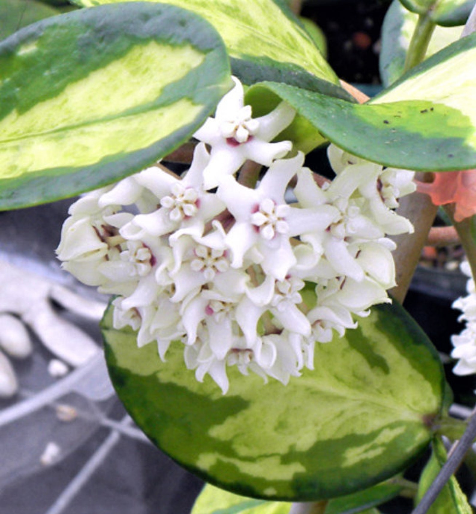 Variegated Hoya Australis lisa in 6 Hanging Etsy
