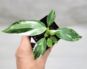 Philodendron White Princess, Variegated Philodendron, Rare Houseplant, Princess Philodendron, in 3 quot ,4 quot or 6 Pot