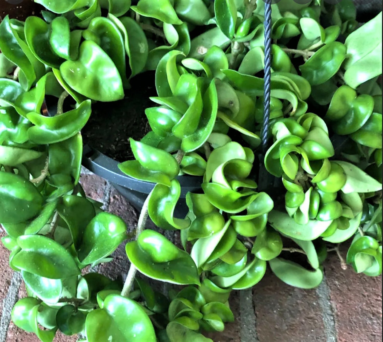 Hoya Compacta hindu Rope Hoya Hindu Rope Live Plant in Etsy