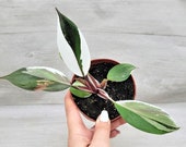 Philodendron White Knight ,Philodendron White Princess, Variegated Philodendron, Rare Houseplant, Princess Philodendron, in 3 quot ,4 quot or 6 Pot