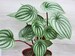 Peperomia Watermelon, Watermelon Peperomia, Peperomia Argyreia in  3'', 4' OR 6' pot 