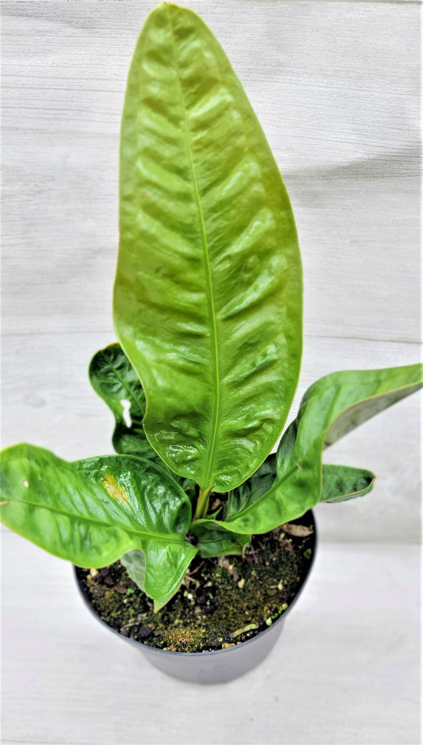 Anthurium Superbum birds Nest Anthurium Live Plant in Etsy