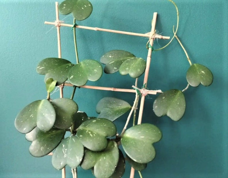 Rare Hoya Kerrii live plant -in 4' or 6' pot also available in (bare root ) (heart shape leaves plant) 