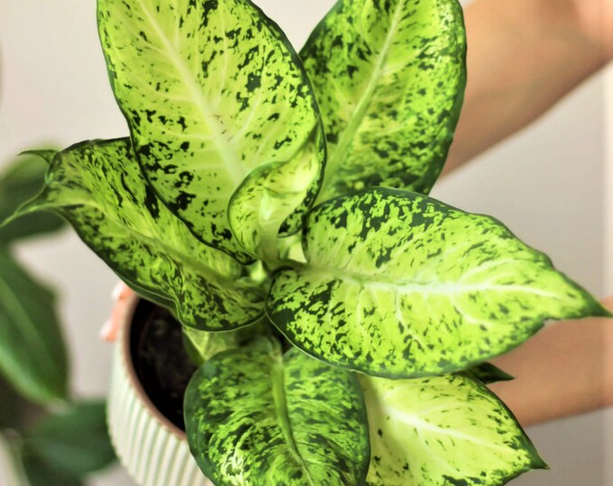 Dieffenbachia Amy Dumb Cane Amy Live Plants in Bulb Etsy