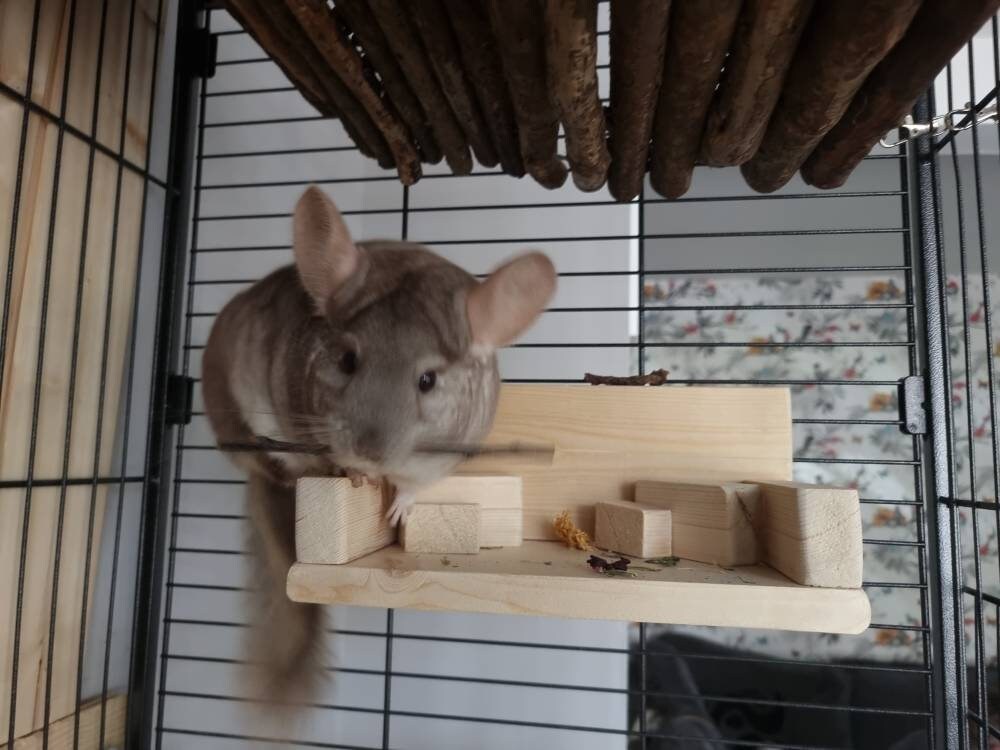 Chinchilla living room set with table bowl Etsy
