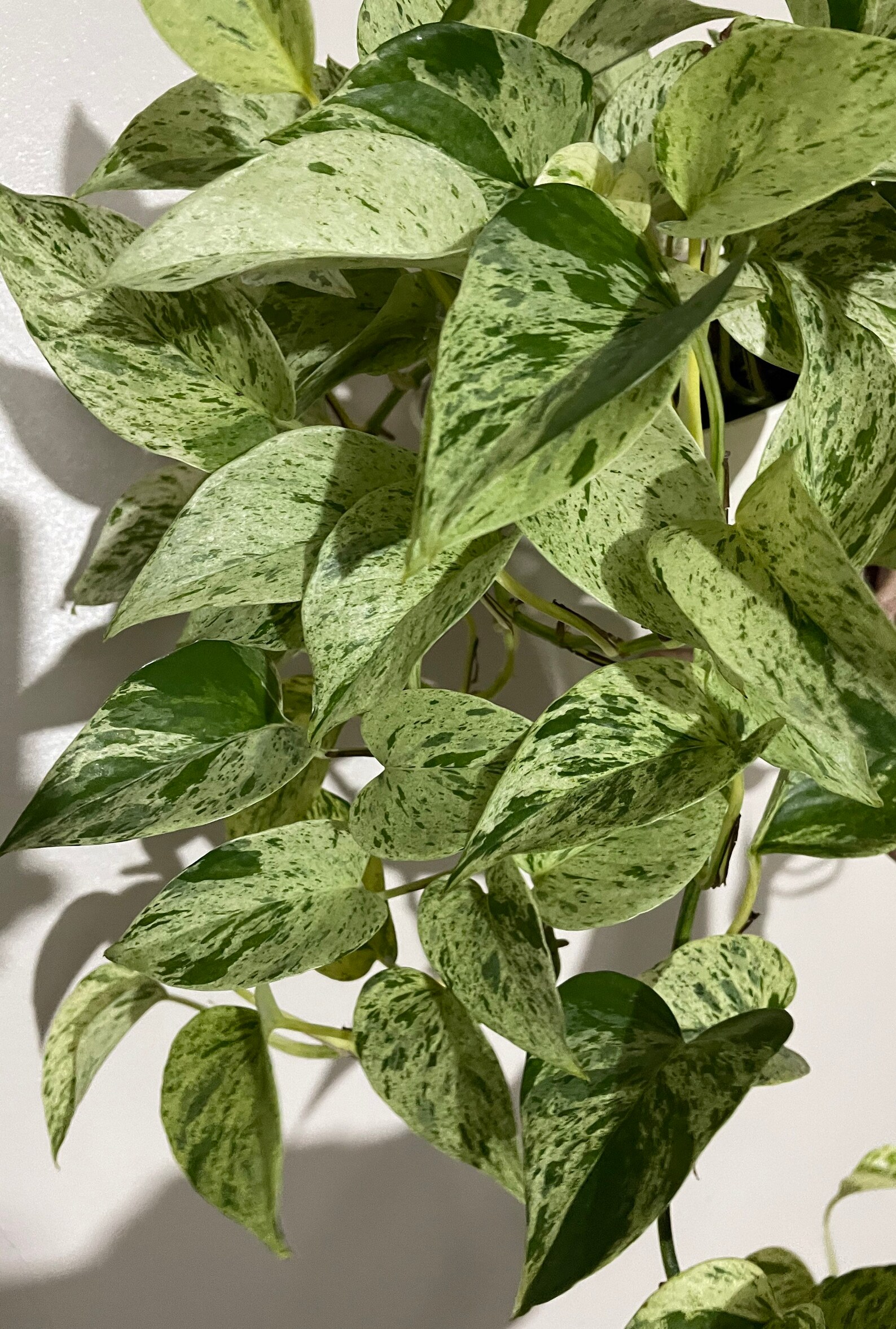 Epipremnum aureum 'Marble Queen' Pothos 8cm potted Etsy Epipremnum aureum 'Marble Queen' Pothos 8cm potted Etsy