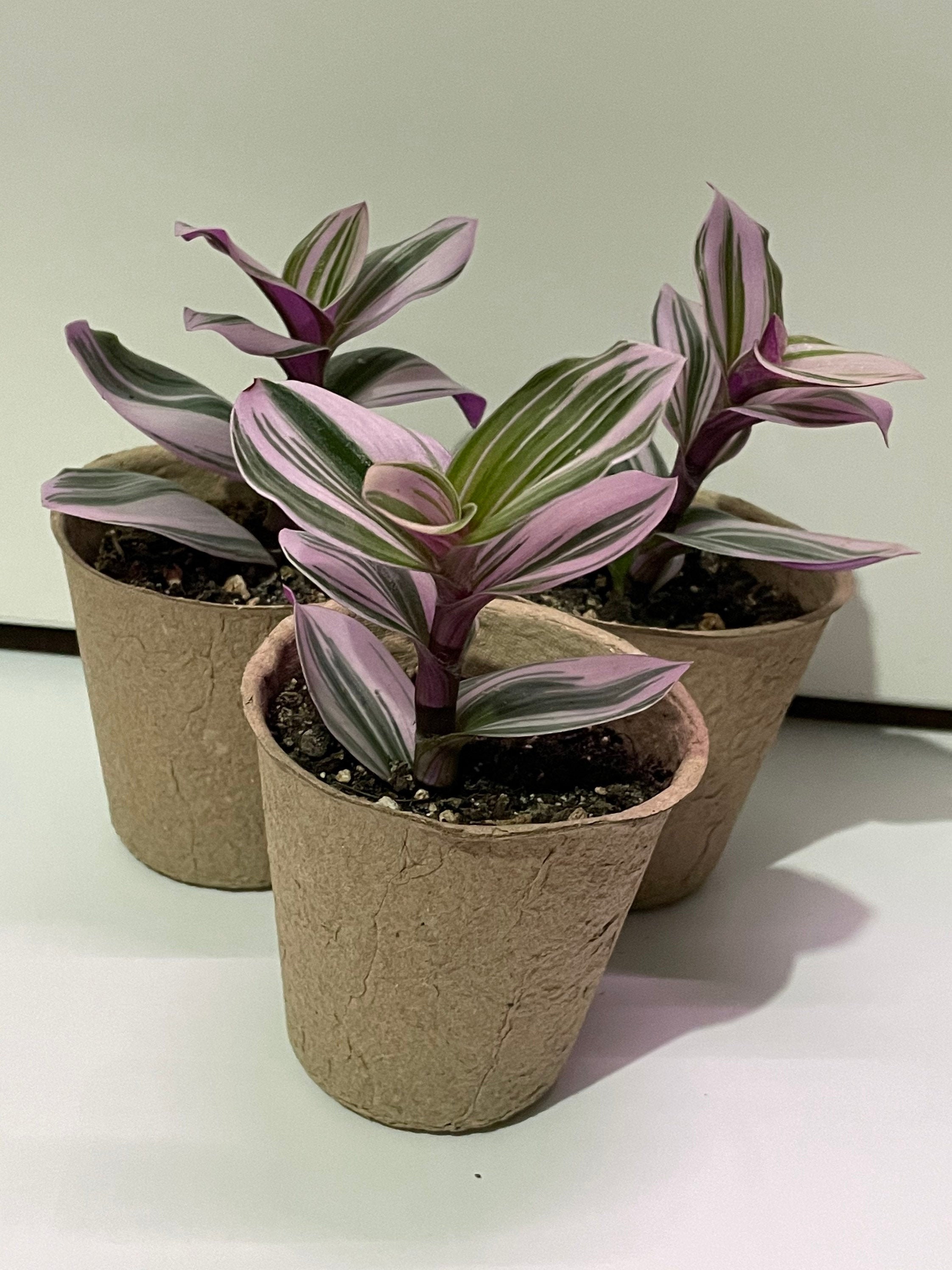 Tradescantia Nanouk 8cm Potted Plant | Etsy