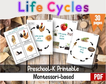 Life cycles  Printable.  Life cycle of a chicken, life cycle of plants, life cycle of a frog, life cycle of a butterfly