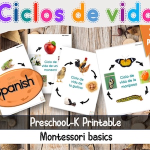 Livscykler Spanska - Ciclos de vida Imprimible en español (Montessori)-