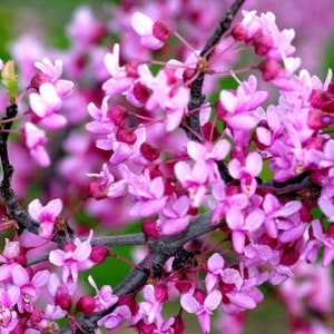 2 live eastern REDBUD trees 1-2ft tall now heart shaped leaves PINK blooms free shipping!