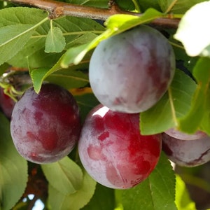 2 LIVE santa rosa plum trees 5ft tall now ready to fruit self pollinating sweet fruit FREE shipping