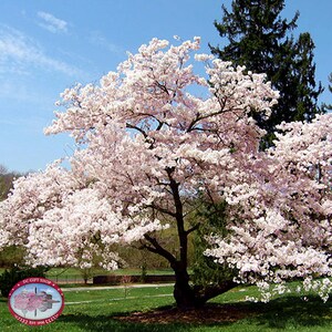 two live yoshino CHERRY BLOSSUM trees soft pink white fragrant blooms FREE shipping !