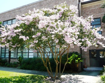 one natchez WHITE crape myrtle tree /shrub beautiful bright white blooms free shipping