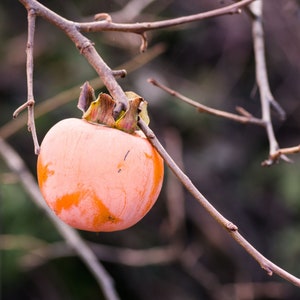 4 LIVE american PERSIMMON trees 2 ft tall live trees will produce sweet autumn fruit when mature free shipping !