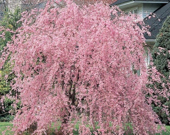 1 live WEEPING yoshino cherry tree  2-3 ft tall now white and pink flowering tree free shipping