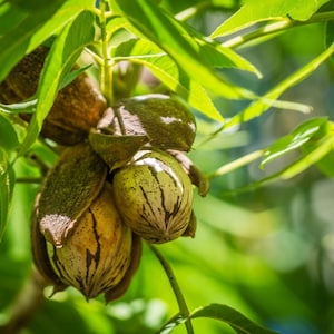 May include: Close-up of pecan nuts still in their husks, hanging from a tree branch. The nuts have a light brown color with darker stripes, and the husks are a mix of green and brown. The background is filled with green leaves.