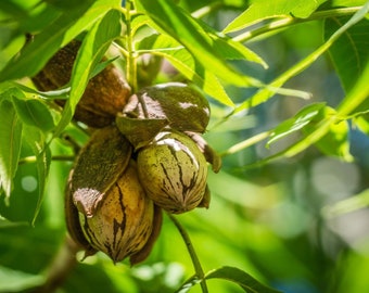 4 live Stuart Pecan trees 2 to 3ft now high yield variety delicious PECANS free shipping !