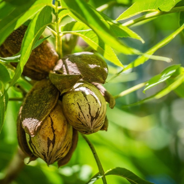 4 live Stuart Pecan trees 2 to 3ft now high yield variety delicious PECANS free shipping !