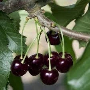 May include: A cluster of dark purple cherries hanging from a branch with green leaves.