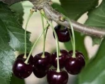 2 live black CHERRY trees mountain rum cherry 1-2ft ft tall now ready to plant  free shipping