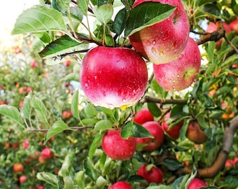 1 Pink Lady, 1 Semi Dwarf Gala live apple Trees 2-3 ft tall now  Pollinator pack! free shipping !