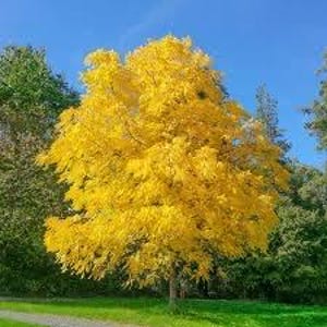 May include: A tall tree with yellow leaves in the fall. The tree is in a park setting with green grass and a blue sky.