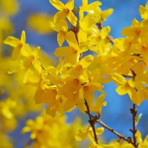 4 live forsythia trees bright YELLOW blooms early spring 3 ft tall now FREE shipping !